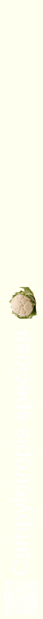 Étiquette de : Campylotropis speciosa - format a - style blanche19hel avec qrcode et comestibilité simplifiée