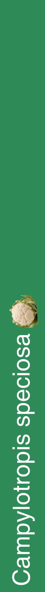Étiquette de : Campylotropis speciosa - format a - style blanche11hel avec comestibilité simplifiée