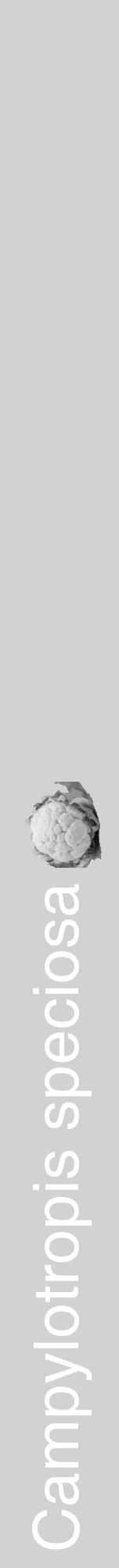 Étiquette de : Campylotropis speciosa - format a - style blanche14hel avec comestibilité simplifiée - position verticale