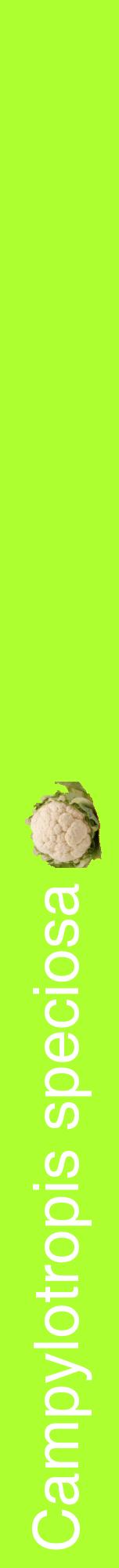 Étiquette de : Campylotropis speciosa - format a - style blanche17hel avec comestibilité simplifiée
