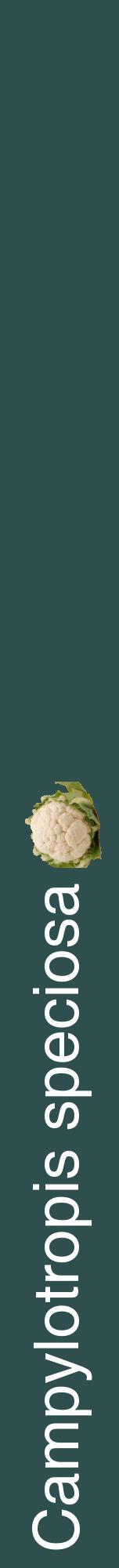 Étiquette de : Campylotropis speciosa - format a - style blanche58hel avec comestibilité simplifiée