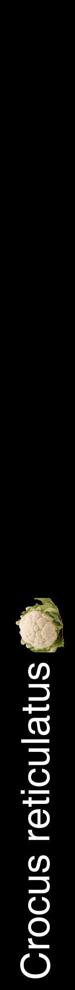 Étiquette de : Crocus reticulatus - format a - style blanche59hel avec comestibilité simplifiée
