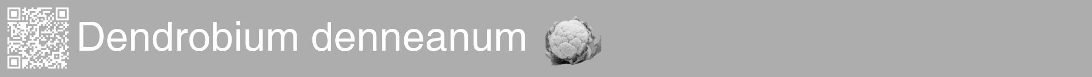Étiquette de : Dendrobium denneanum - format a - style blanche22hel avec qrcode et comestibilité simplifiée