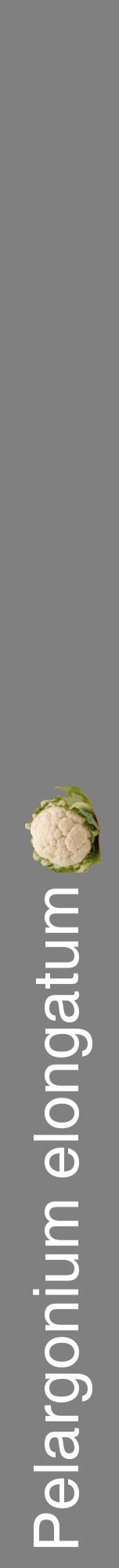 Étiquette de : Pelargonium elongatum - format a - style blanche57hel avec comestibilité simplifiée