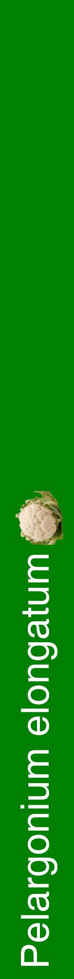 Étiquette de : Pelargonium elongatum - format a - style blanche9hel avec comestibilité simplifiée