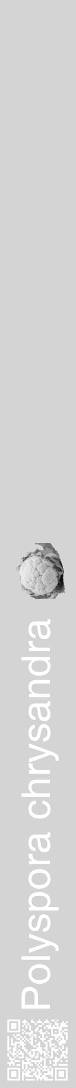 Étiquette de : Polyspora chrysandra - format a - style blanche40hel avec qrcode et comestibilité simplifiée - position verticale