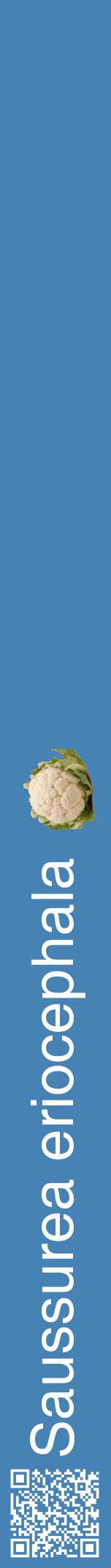 Étiquette de : Saussurea eriocephala - format a - style blanche5hel avec qrcode et comestibilité simplifiée