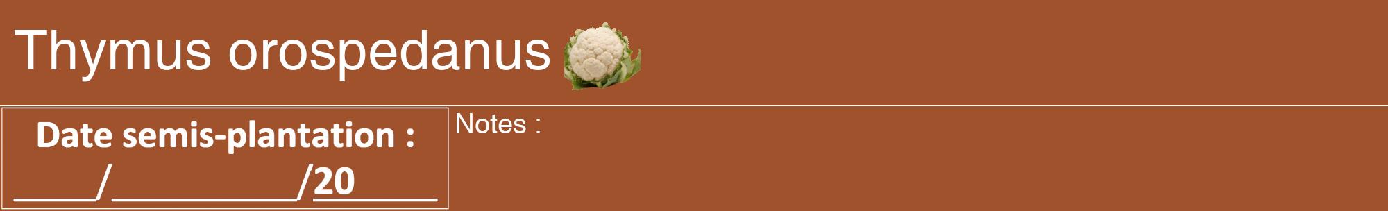Étiquette de : Thymus orospedanus - format a - style blanche32hel avec comestibilité simplifiée