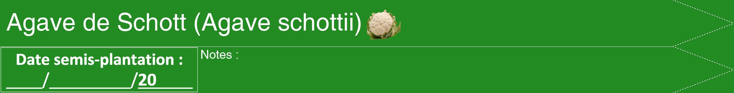 Étiquette de : Agave schottii - format b - style blanche10hel avec comestibilité simplifiée