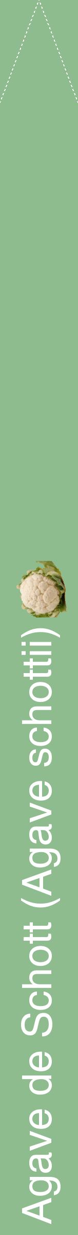 Étiquette de : Agave schottii - format b - style blanche13hel avec comestibilité simplifiée