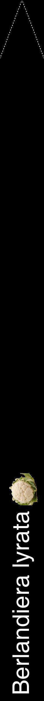 Étiquette de : Berlandiera lyrata - format b - style blanche59hel avec comestibilité simplifiée