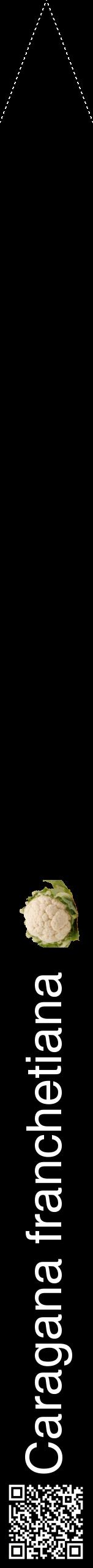 Étiquette de : Caragana franchetiana - format b - style blanche59hel avec qrcode et comestibilité simplifiée