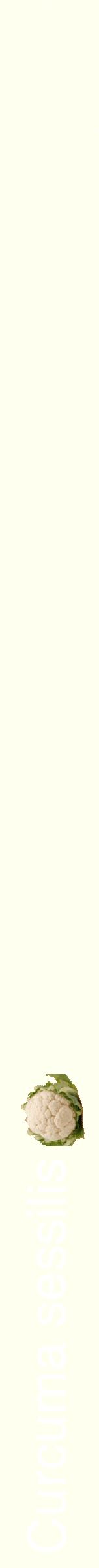 Étiquette de : Curcuma sessilis - format b - style blanche19hel avec comestibilité simplifiée