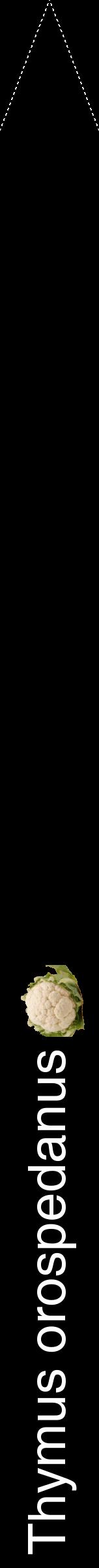 Étiquette de : Thymus orospedanus - format b - style blanche59hel avec comestibilité simplifiée