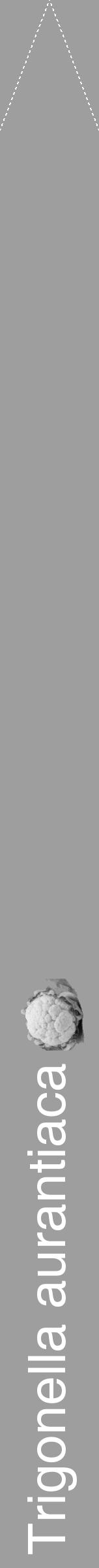 Étiquette de : Trigonella aurantiaca - format b - style blanche23hel avec comestibilité simplifiée - position verticale