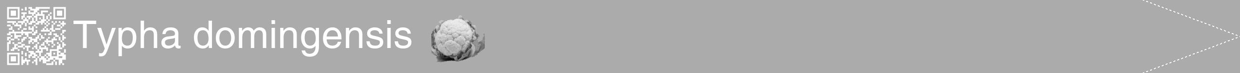 Étiquette de : Typha domingensis - format b - style blanche37hel avec qrcode et comestibilité simplifiée
