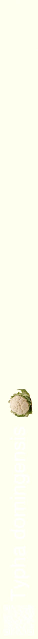 Étiquette de : Typha domingensis - format b - style blanche19hel avec qrcode et comestibilité simplifiée