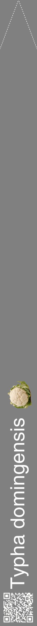 Étiquette de : Typha domingensis - format b - style blanche57hel avec qrcode et comestibilité simplifiée