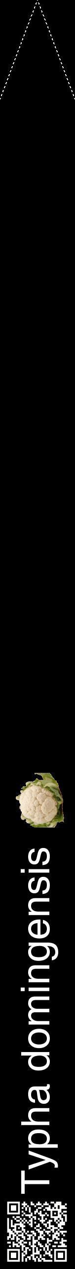 Étiquette de : Typha domingensis - format b - style blanche59hel avec qrcode et comestibilité simplifiée