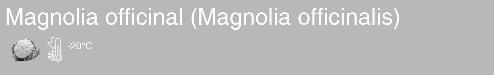 Étiquette de : Magnolia officinalis - format c - style blanche39_basique_basiquehel avec comestibilité simplifiée