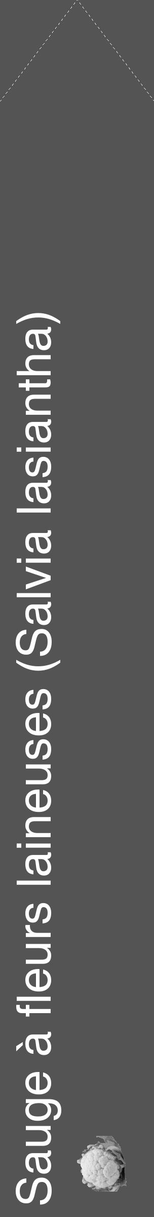 Étiquette de : Salvia lasiantha - format c - style blanche30_simple_simplehel avec comestibilité simplifiée - position verticale