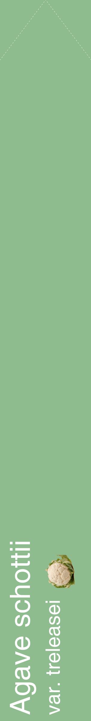 Étiquette de : Agave schottii var. treleasei - format c - style blanche13_simplehel avec comestibilité simplifiée