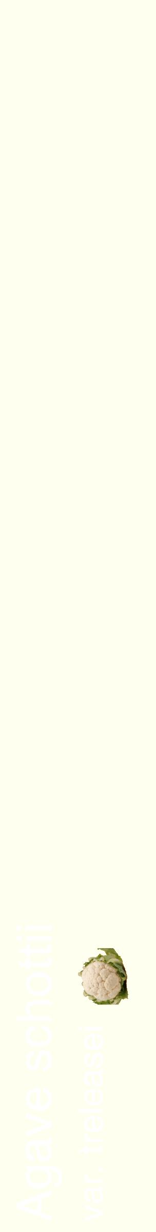 Étiquette de : Agave schottii var. treleasei - format c - style blanche19_simplehel avec comestibilité simplifiée