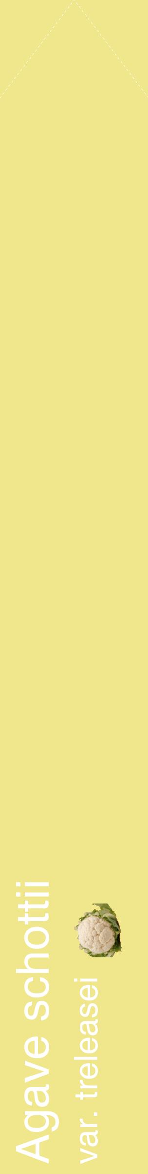 Étiquette de : Agave schottii var. treleasei - format c - style blanche20_simplehel avec comestibilité simplifiée