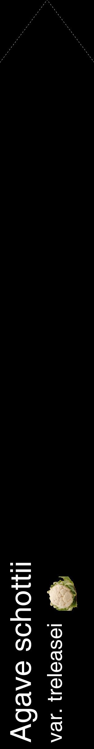 Étiquette de : Agave schottii var. treleasei - format c - style blanche59_simplehel avec comestibilité simplifiée