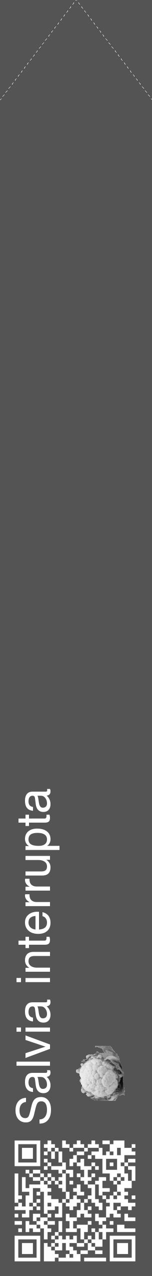 Étiquette de : Salvia interrupta - format c - style blanche36_simple_simplehel avec qrcode et comestibilité simplifiée - position verticale
