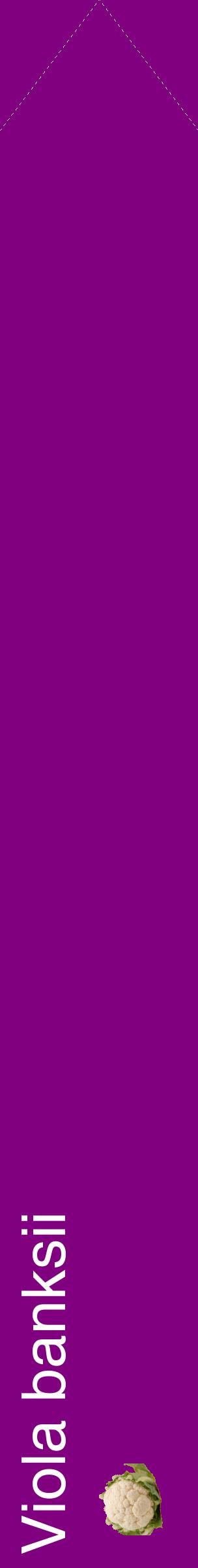 Étiquette de : Viola banksii - format c - style blanche46_simplehel avec comestibilité simplifiée