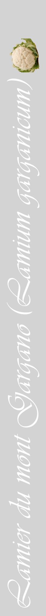 Étiquette de : Lamium garganicum - format a - style blanche56viv avec comestibilité simplifiée