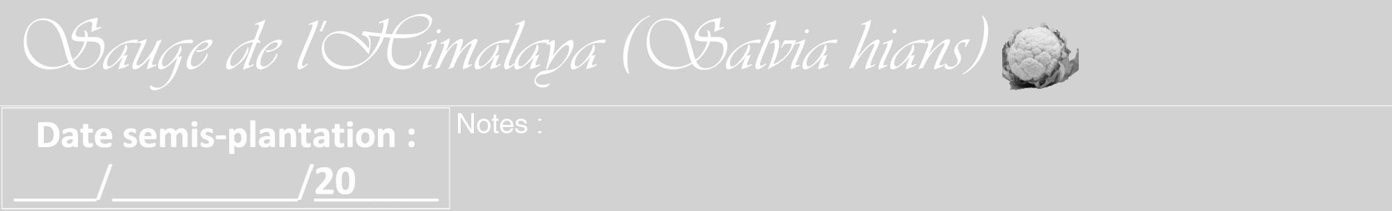 Étiquette de : Salvia hians - format a - style blanche14viv avec comestibilité simplifiée