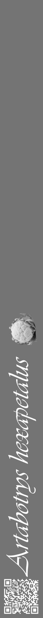 Étiquette de : Artabotrys hexapetalus - format a - style blanche26viv avec qrcode et comestibilité simplifiée - position verticale