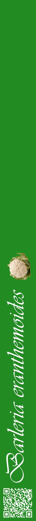 Étiquette de : Barleria eranthemoides - format a - style blanche10viv avec qrcode et comestibilité simplifiée
