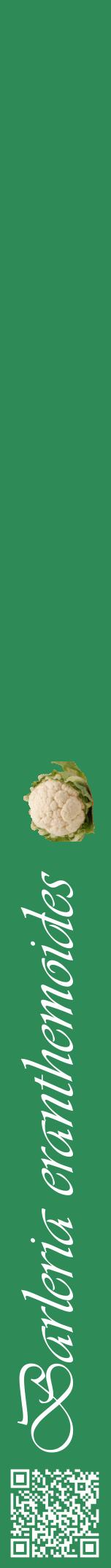 Étiquette de : Barleria eranthemoides - format a - style blanche11viv avec qrcode et comestibilité simplifiée