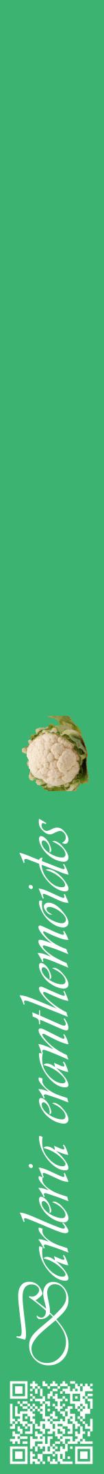 Étiquette de : Barleria eranthemoides - format a - style blanche12viv avec qrcode et comestibilité simplifiée