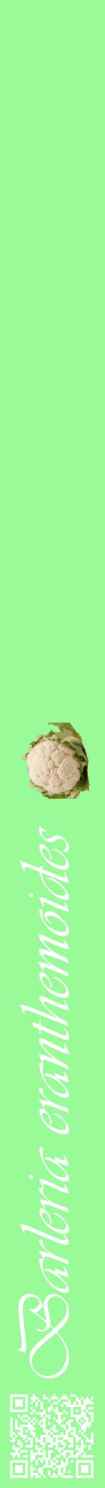 Étiquette de : Barleria eranthemoides - format a - style blanche14viv avec qrcode et comestibilité simplifiée