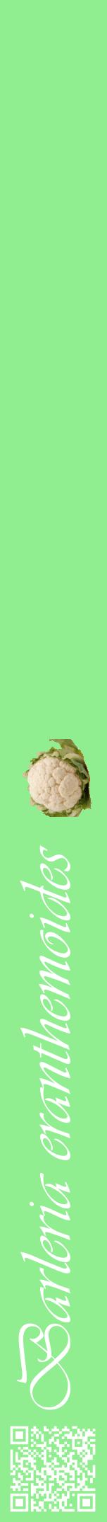 Étiquette de : Barleria eranthemoides - format a - style blanche15viv avec qrcode et comestibilité simplifiée