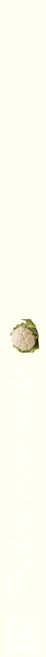 Étiquette de : Barleria eranthemoides - format a - style blanche19viv avec qrcode et comestibilité simplifiée