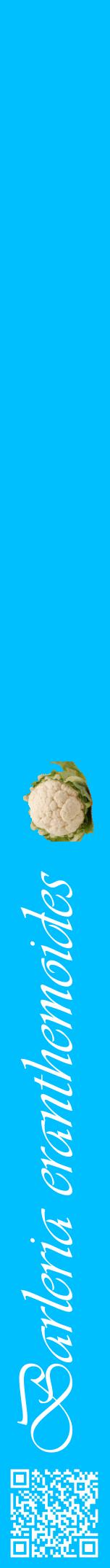 Étiquette de : Barleria eranthemoides - format a - style blanche2viv avec qrcode et comestibilité simplifiée