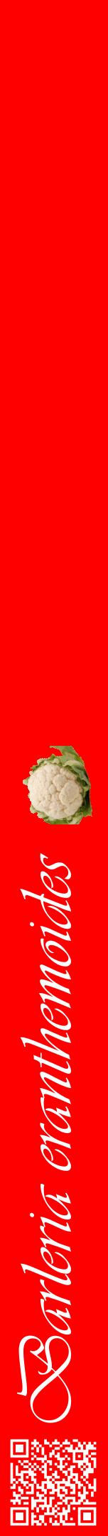 Étiquette de : Barleria eranthemoides - format a - style blanche27viv avec qrcode et comestibilité simplifiée
