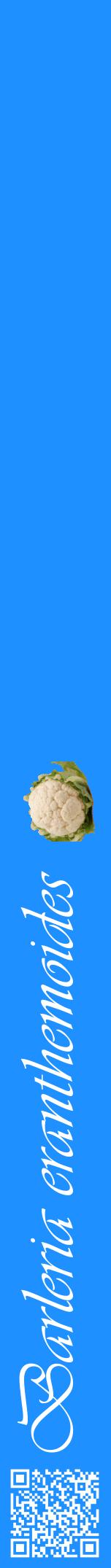 Étiquette de : Barleria eranthemoides - format a - style blanche3viv avec qrcode et comestibilité simplifiée
