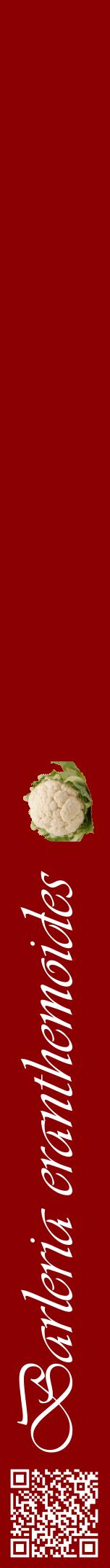 Étiquette de : Barleria eranthemoides - format a - style blanche34viv avec qrcode et comestibilité simplifiée