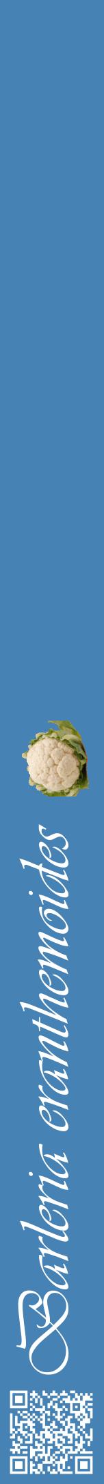 Étiquette de : Barleria eranthemoides - format a - style blanche5viv avec qrcode et comestibilité simplifiée