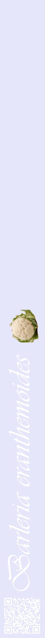 Étiquette de : Barleria eranthemoides - format a - style blanche55viv avec qrcode et comestibilité simplifiée