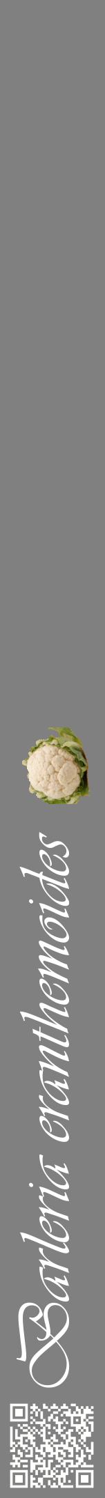 Étiquette de : Barleria eranthemoides - format a - style blanche57viv avec qrcode et comestibilité simplifiée