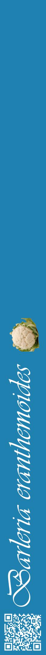 Étiquette de : Barleria eranthemoides - format a - style blanche6viv avec qrcode et comestibilité simplifiée