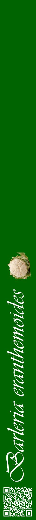 Étiquette de : Barleria eranthemoides - format a - style blanche8viv avec qrcode et comestibilité simplifiée
