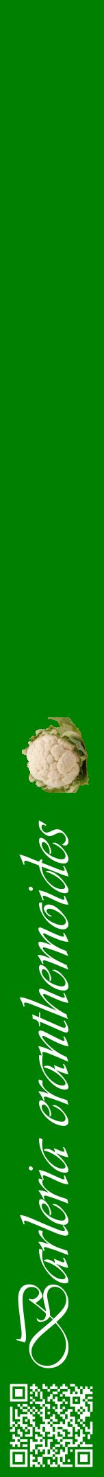 Étiquette de : Barleria eranthemoides - format a - style blanche9viv avec qrcode et comestibilité simplifiée